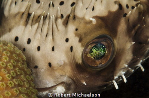 Typically shy burr fish taken at Something Special in Bon... by Robert Michaelson 
